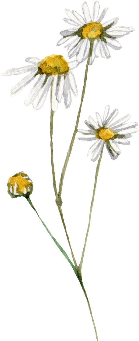 wild flowers